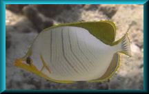 Yellowhead Butterflyfish